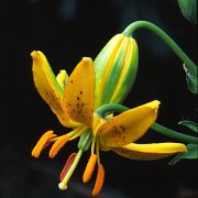 L. hansonii - floret